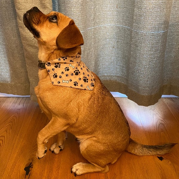 Bones and Paw Prints Reversible Dog Bandana