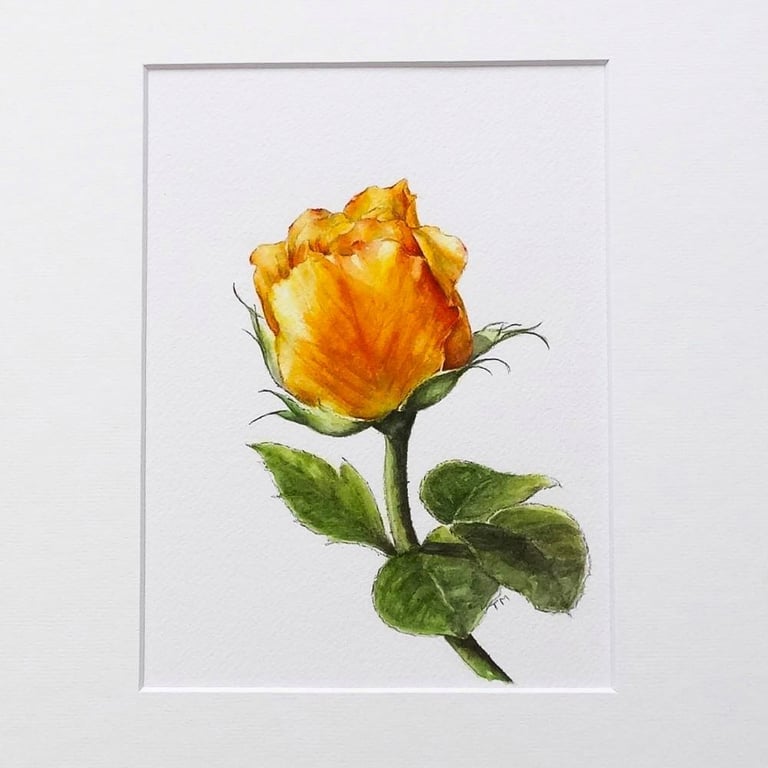 Rose Art Watercolour Painting Floral 'Apricot Rose'