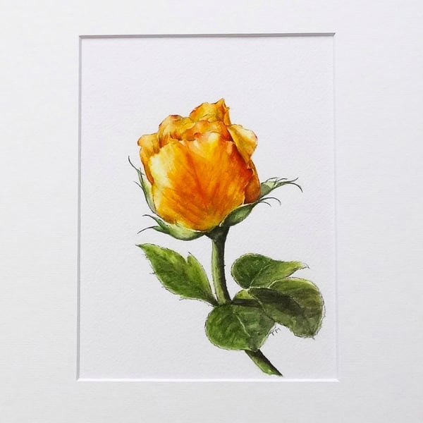 Original Art  Watercolour Painting Floral 'Apricot Rose'