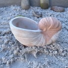 White Cement Nautilus Shell Coastal Decor Sculpture
