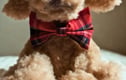 Dog Bandanas and Bow Ties