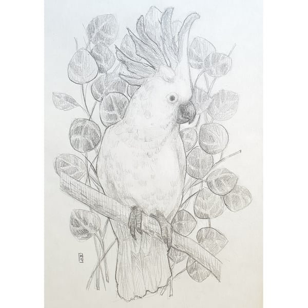Cockatoo bird drawing -Original artwork, pencil drawing