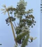 Botanical Cyanotype Starter Kit - Image 3