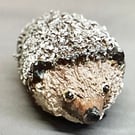Hedgehog