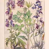penelope bailey ltd