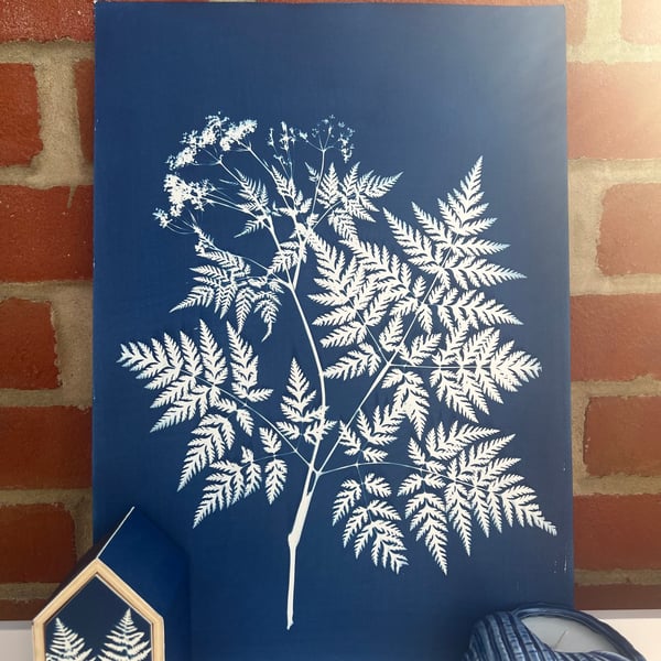 Sweet Cicely in Cyanotype, Botanical gift. Floral Gift