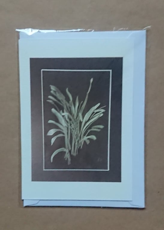 Seconds - Areca on Black, handmade botanical card, imperfect