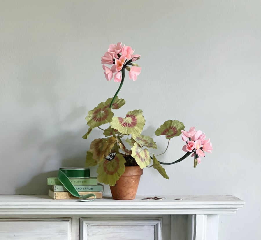 Pink Paper Geranium Plant for Mother's Day