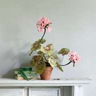 Pink Paper Geranium Plant for Mother's Day