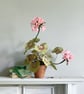 Pink Paper Geranium Plant for Mother's Day