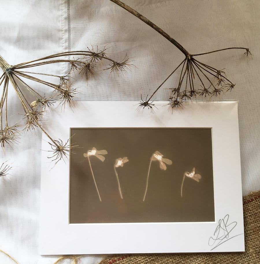 Golden Flowers Lumen Print 