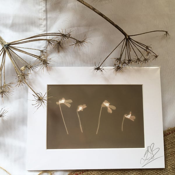 Golden Flowers Lumen Print 