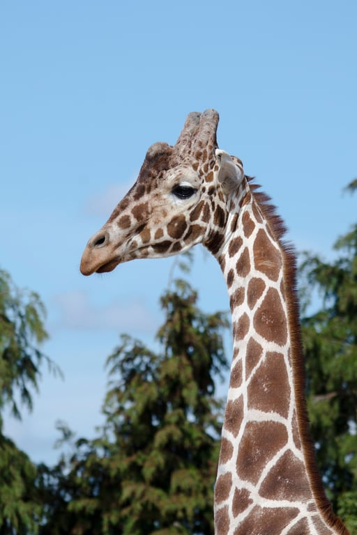 Handsome giraffe print