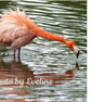 Funny Flamingo Large Square Photographic Card 6" x 6" (15cm x 15cm) Blank - Image 2