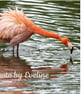 Funny Flamingo Large Square Photographic Card 6" x 6" (15cm x 15cm) Blank