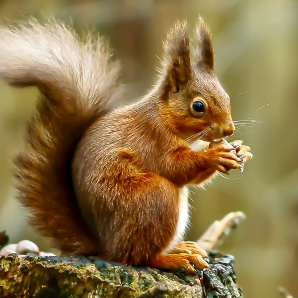 Red Squirrel Eating a Nut - Photographic Print Greetings Card