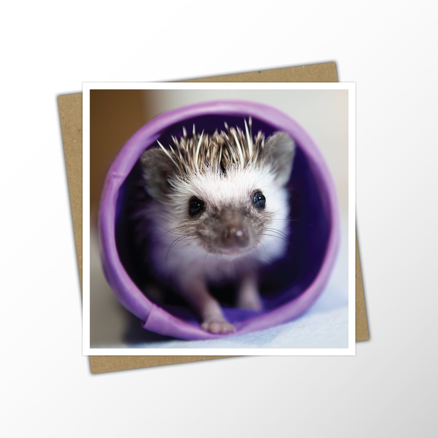 Pygmy Hedgehog Blank Note Card - Photo Greetings Card For Any Occasion