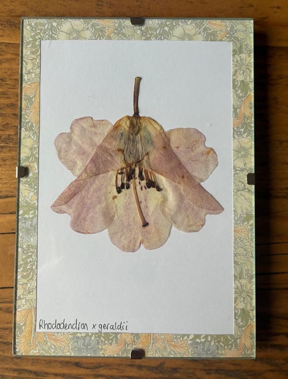 Real Pressed Flower Art in A6 Clip Frame - Rhododendron Flower