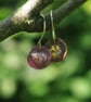 Small Red Moon Dangle Earrings - Image 5