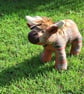 Highland Cow soft toy - Image 6