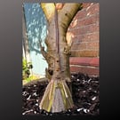 Long Handle Altar Besom Broom Broomstick Wiccan Pagan Decor Witch Witchy Gift