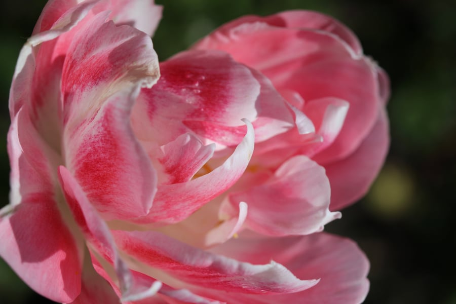 Naturalised Tulip