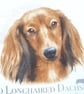 Dachshund, Yorkie, Maltese, long haired Dachshund portrait cushion - Image 3