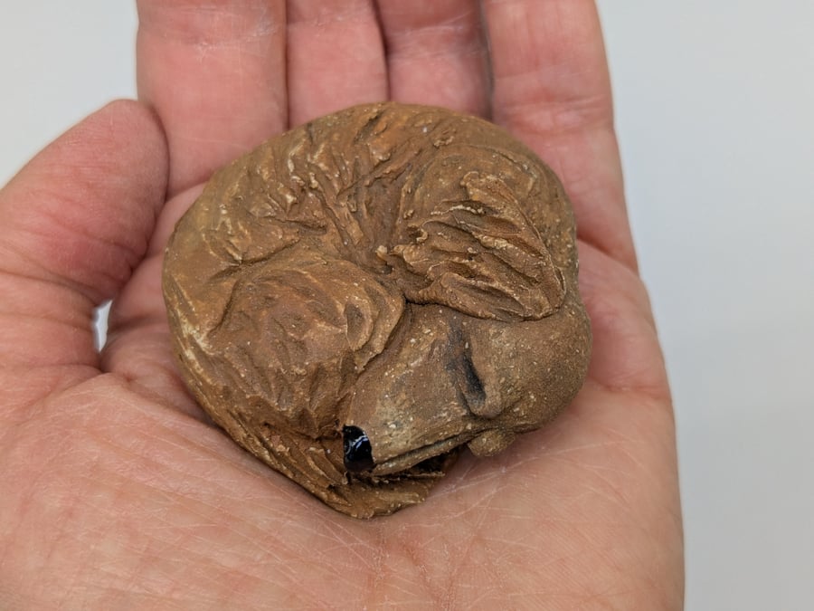 Mini Curled Dachshund - Red, long haired 