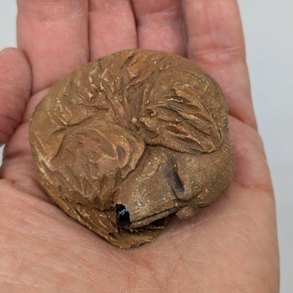 Mini Curled Dachshund - Red, long haired 