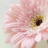 Littledotty Jewellery