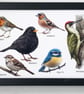 British Birds - Picture in Three Available Sizes with a Black or White Frame - Image 4