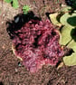 Bramble Gotland Fleece 50g - Image 2