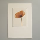 Blank greeting card with a real pressed field poppy