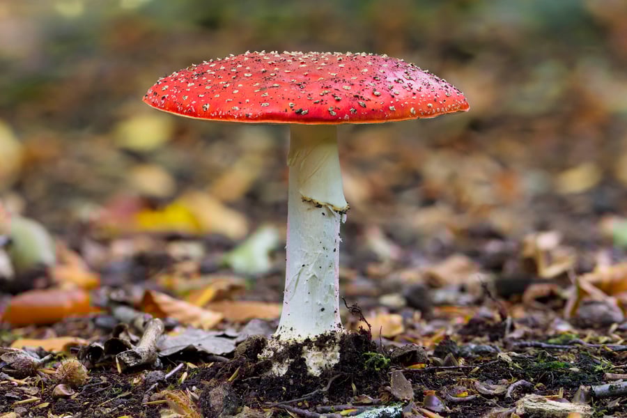 Autumn Fly Agaric print