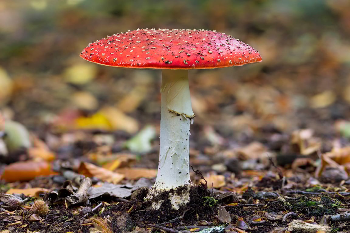 Autumn Fly Agaric print