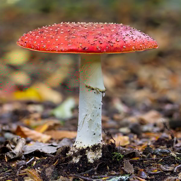 Autumn Fly Agaric print