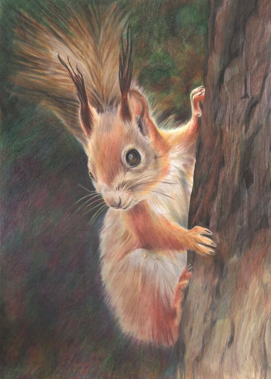 Red Squirrel Drawing, Original Pencil Art