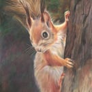 Red Squirrel Drawing, Original Pencil Art