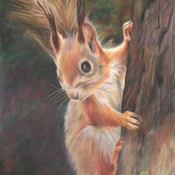Red Squirrel Drawing, Original Pencil Art