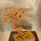The age old wind swept bonsai tree 