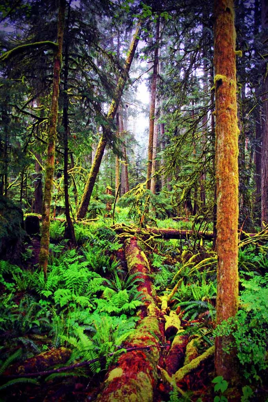 Carmanah Valley Ancient Rainforest Vancouver Island Canada Photograph Print