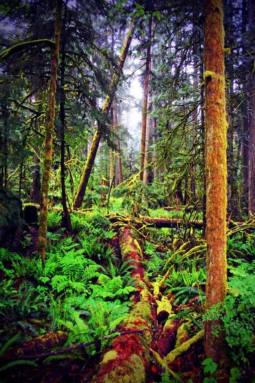 Carmanah Valley Ancient Rainforest Vancouver Island Canada Photograph Print