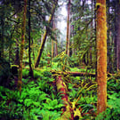 Carmanah Valley Ancient Rainforest Vancouver Island Canada Photograph Print