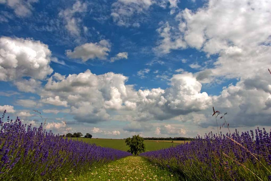 Lavender Field Purple Flowers Cotswolds UK Photograph Print