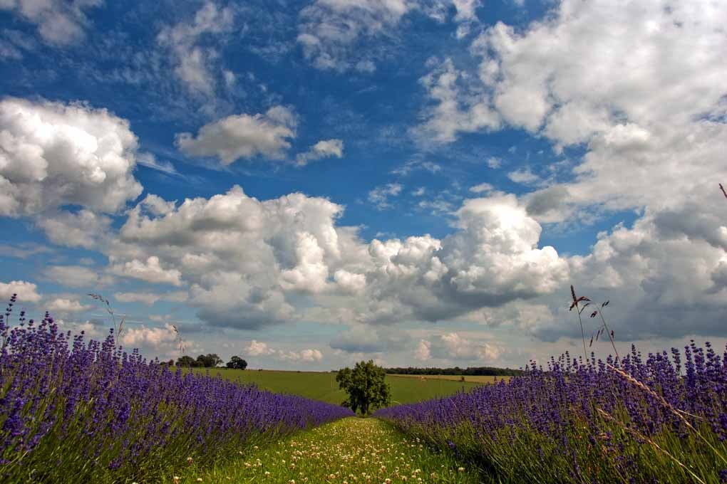 Lavender Field Purple Flowers Cotswolds UK Photograph Print