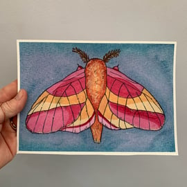 Art print. Rosy maple moth. Art work. Nature. Illustration. 