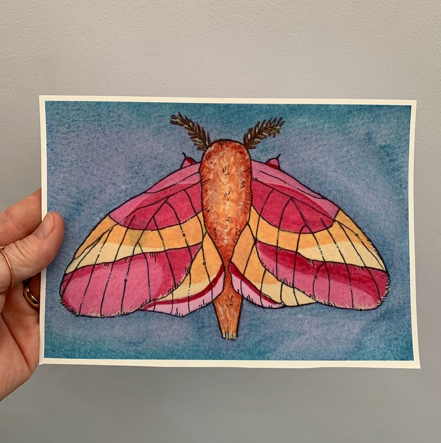 Art print. Rosy maple moth. Art work. Nature. Illustration. 
