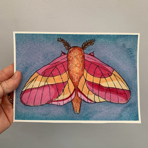 Art print. Rosy maple moth. Art work. Nature. Illustration. 