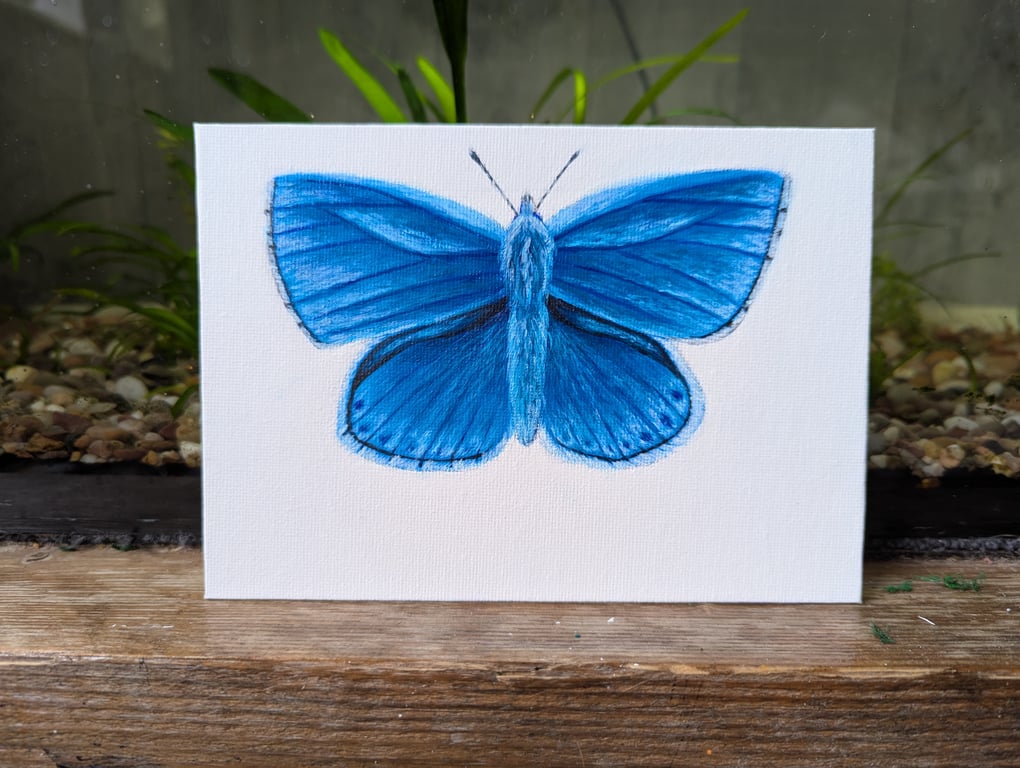 Original Adonis Blue Butterfly Acrylic Painting 