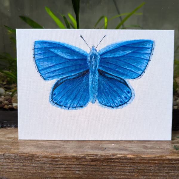 Original Adonis Blue Butterfly Acrylic Painting 
